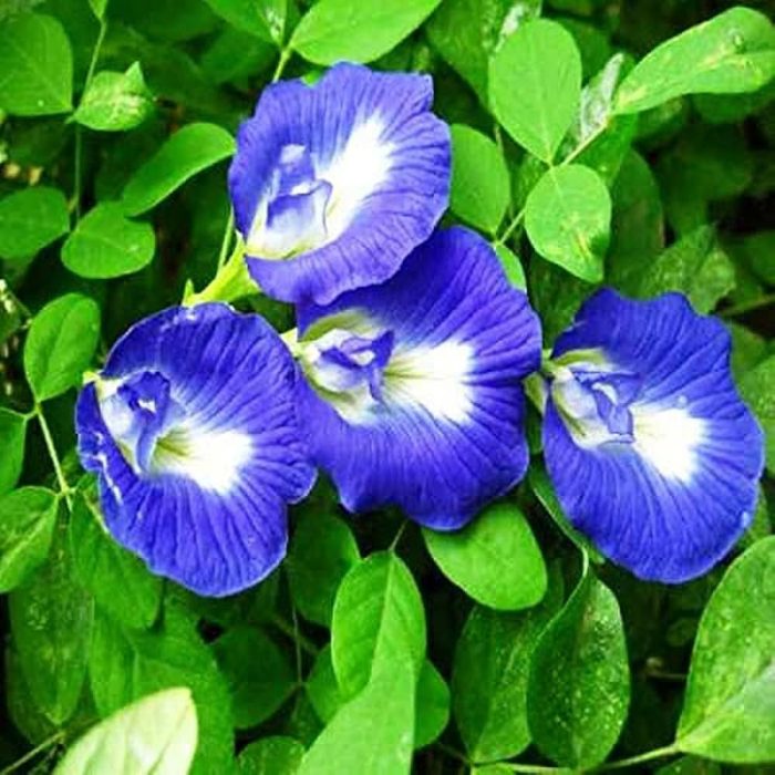Mudda Shanku flower - Image 3
