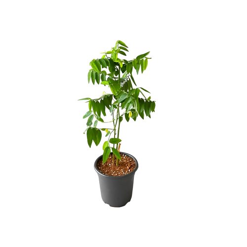 Multivitamin plant