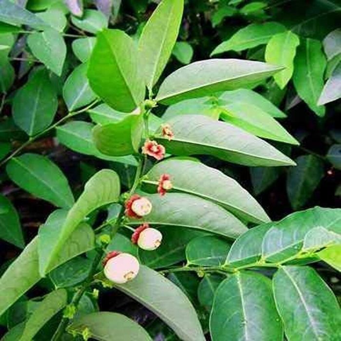Multivitamin plant - Image 2