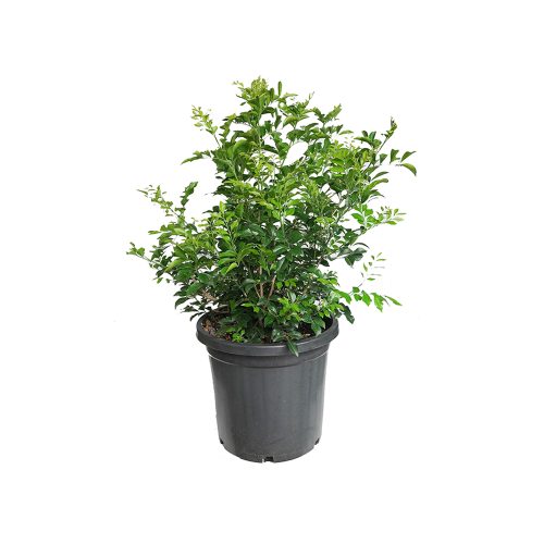 Murraya  flower