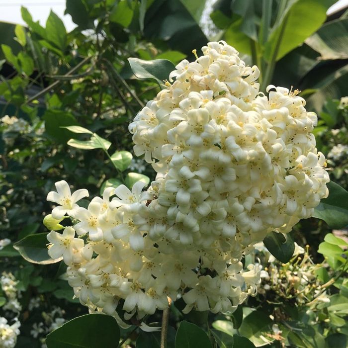 Murraya  flower - Image 2