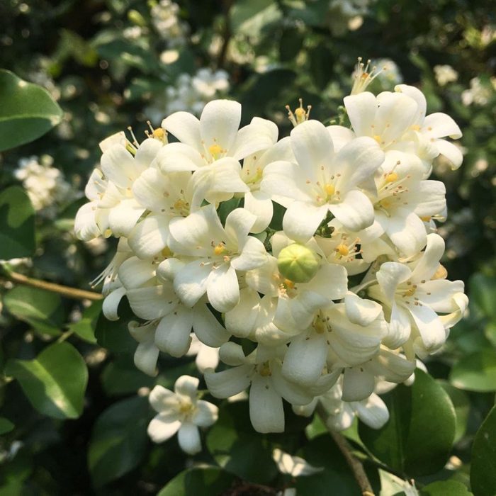 Murraya  flower - Image 3