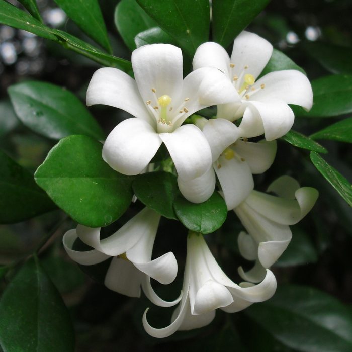 Murraya  flower - Image 4
