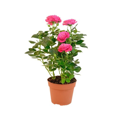 Natu Rose pink