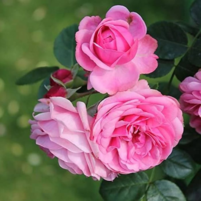 Natu Rose pink - Image 2