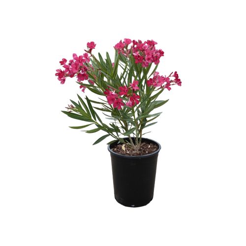 Nerium oleander plant / గన్నేరు చెట్టు(Pink,yellow,white)