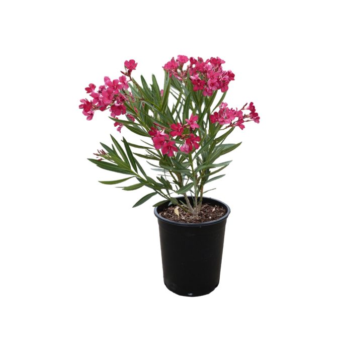 Nerium oleander plant / గన్నేరు చెట్టు(Pink,yellow,white)