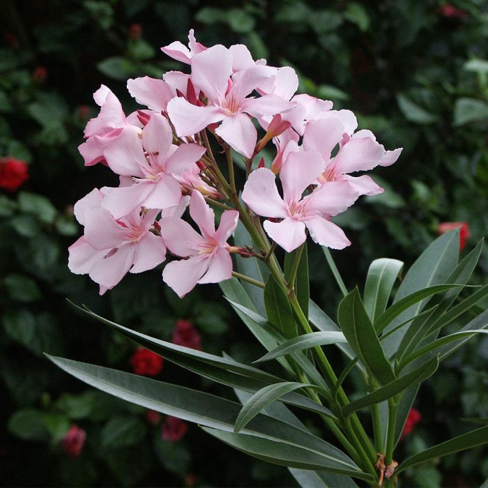 Nerium oleander plant / గన్నేరు చెట్టు(Pink,yellow,white) - Image 3