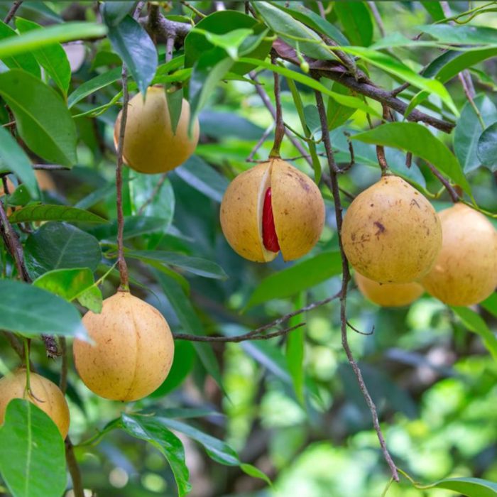 Nutmeg Grafted - Image 2