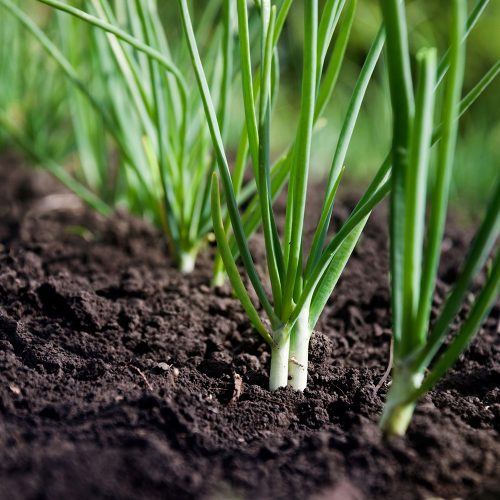 Onion