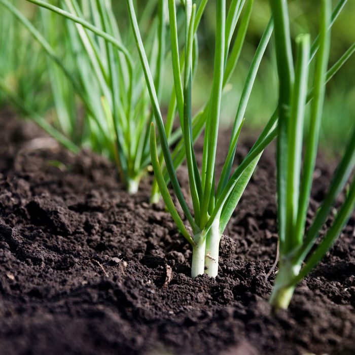 Onion