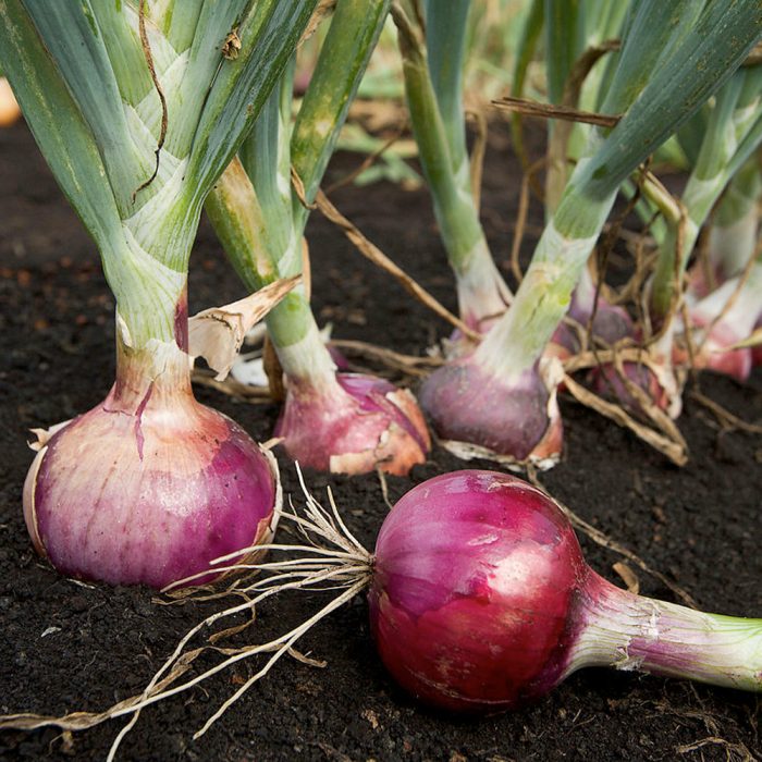 Onion - Image 3