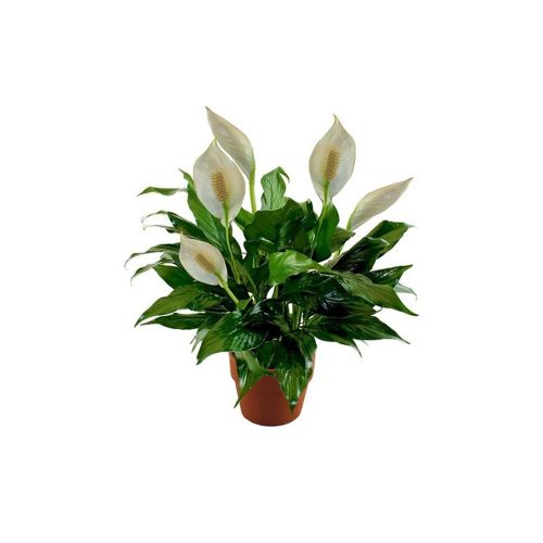 Peace Lilly