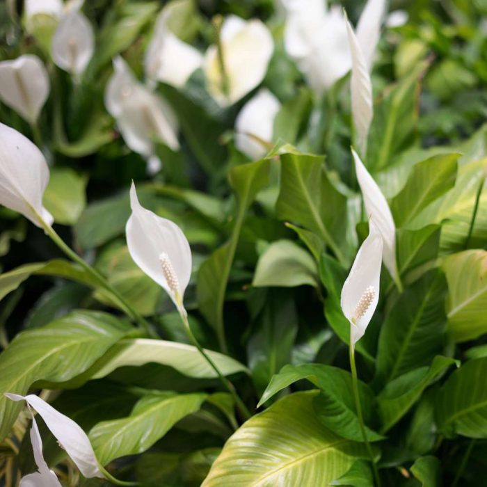 Peace Lilly - Image 2
