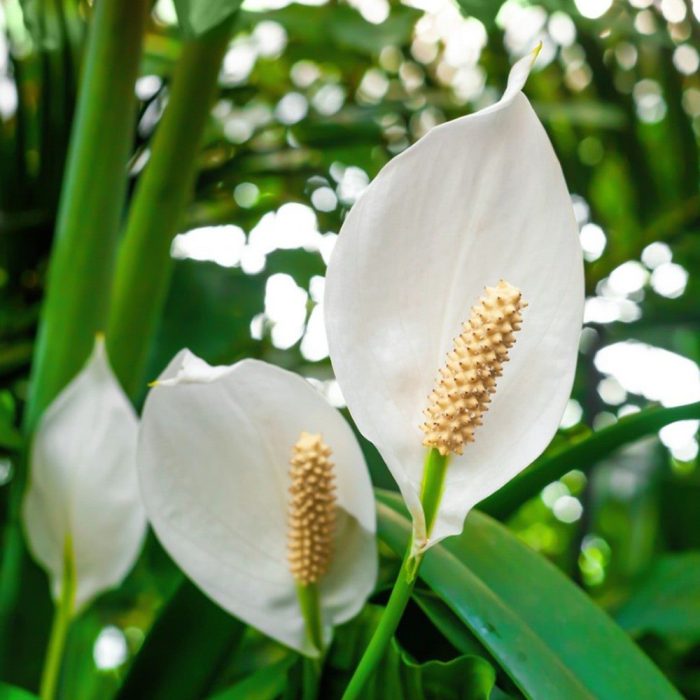 Peace Lilly - Image 3