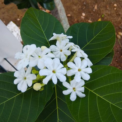 Panner Flower