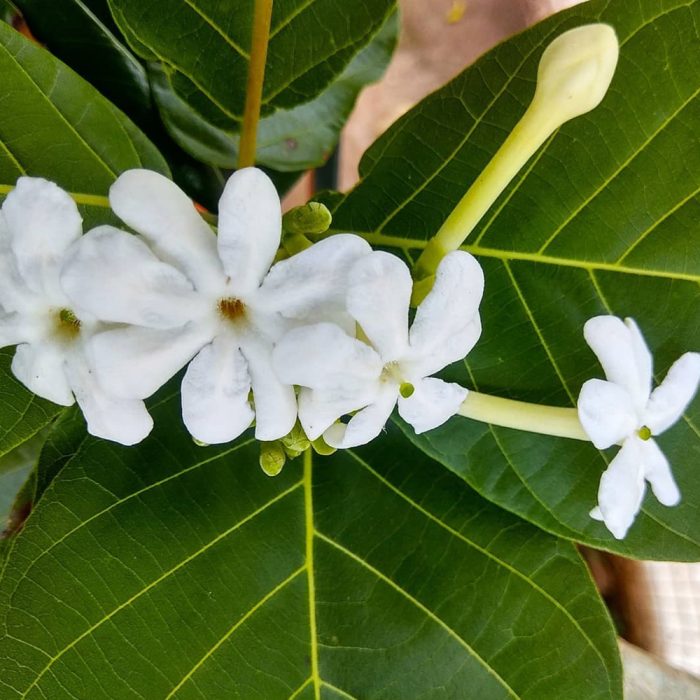 Panner Flower - Image 2