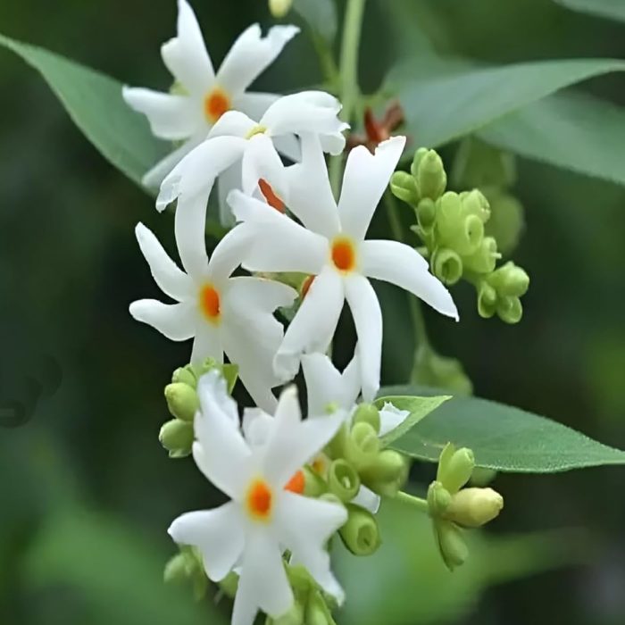 Parijhatam - Image 4