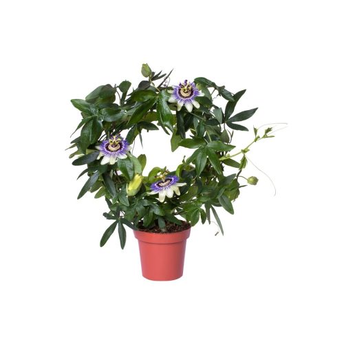 Passion Flower