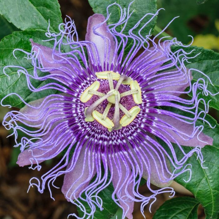 Passion Flower - Image 2