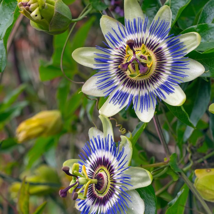 Passion Flower - Image 3
