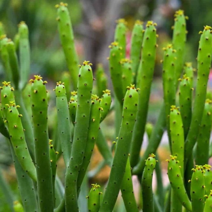 Pencil Cactus - Image 2