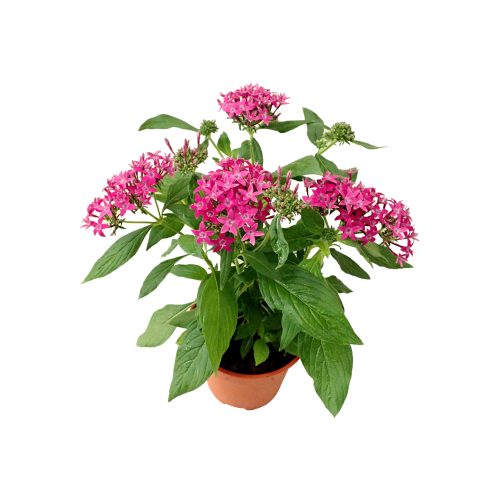 Pentas