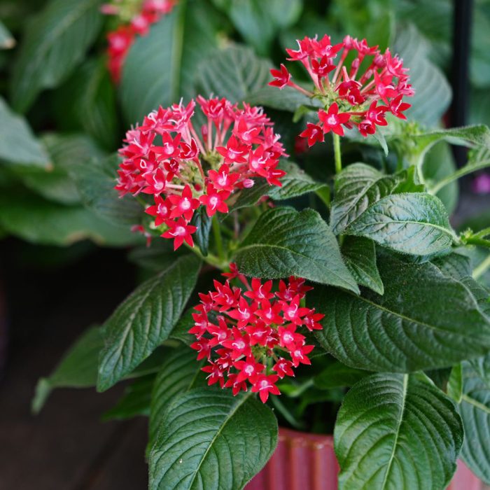 Pentas - Image 2