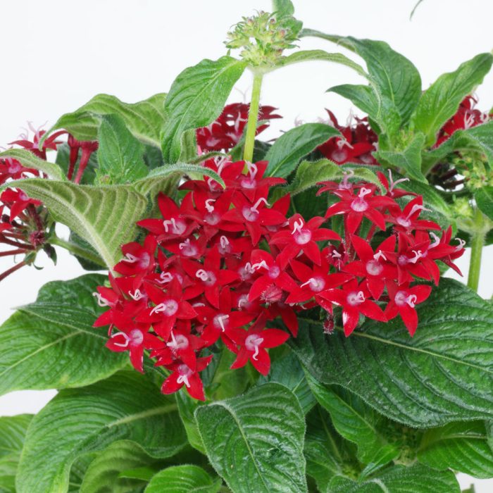 Pentas - Image 3