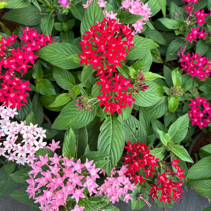 Pentas - Image 4