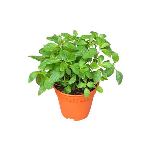 Peppermint