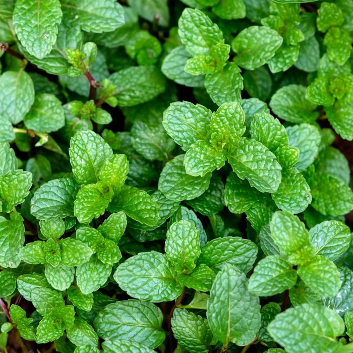 Peppermint - Image 2