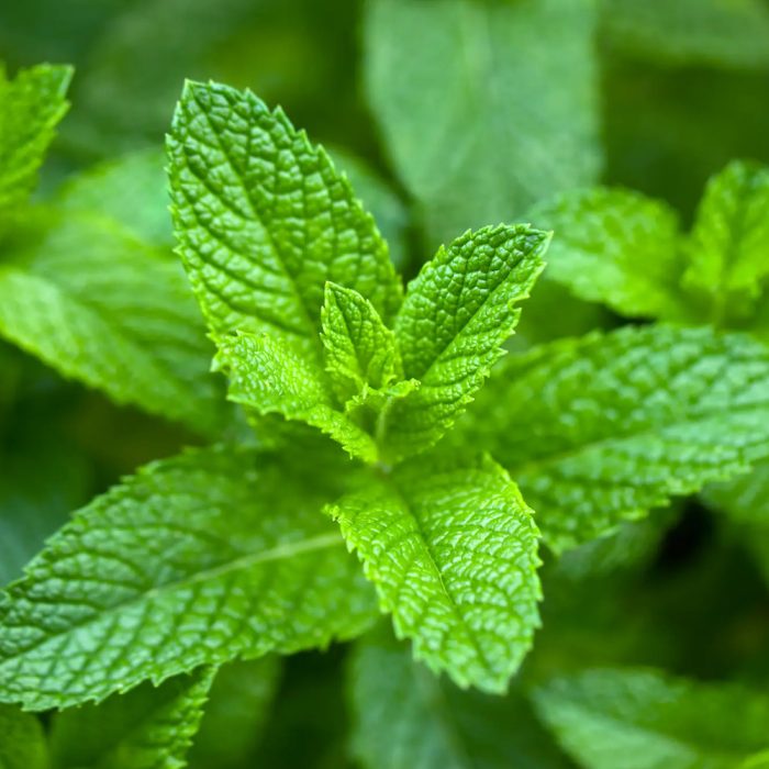 Peppermint - Image 3