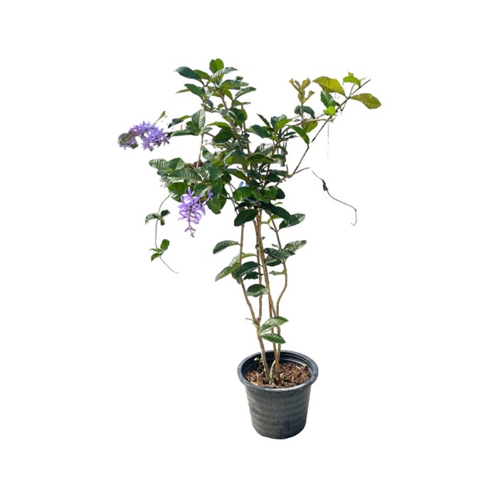 Petrea volubilis