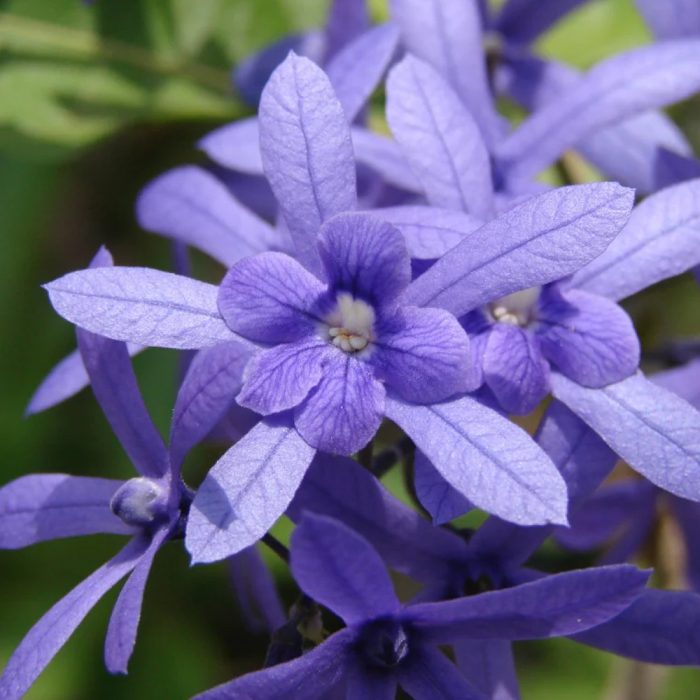 Petrea volubilis - Image 2