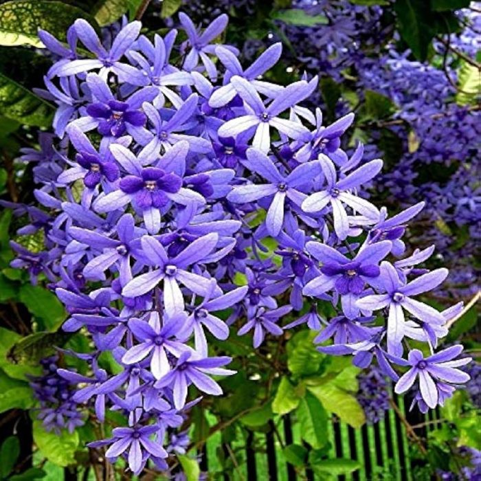 Petrea volubilis - Image 3