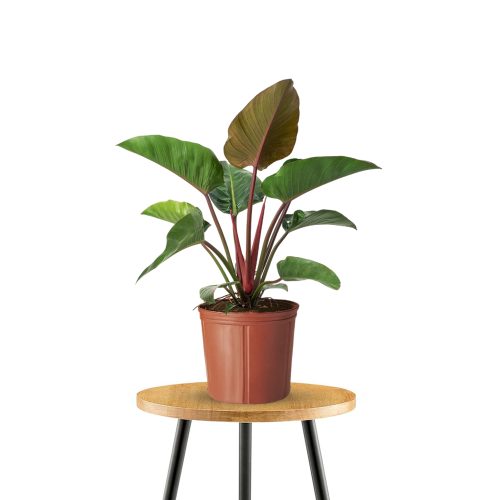 Philodendron Congo Red