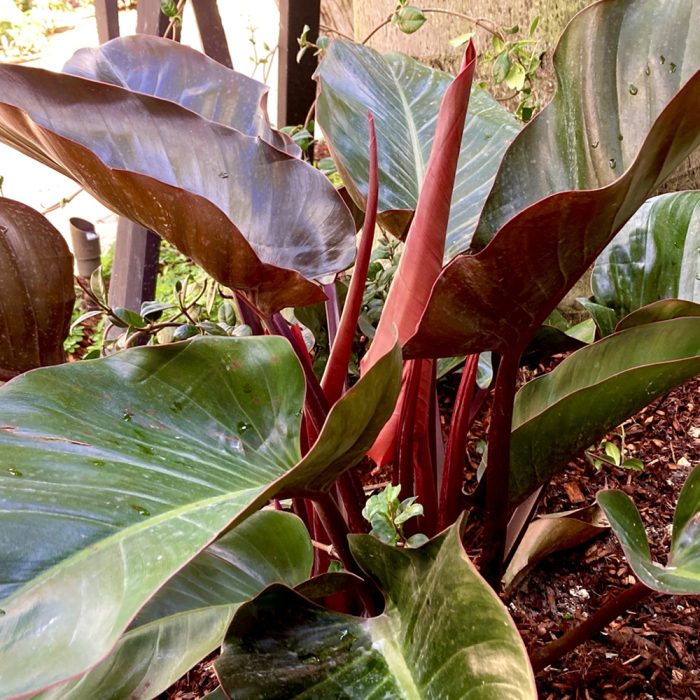 Philodendron Congo Red - Image 2