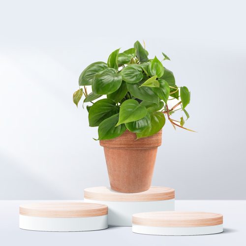 Philodendron Heart Shape