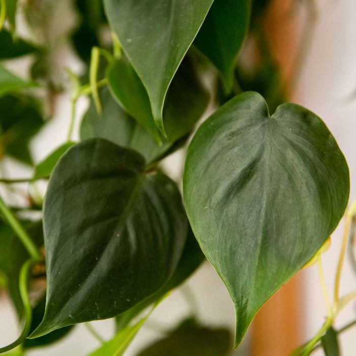 Philodendron Heart Shape - Image 2