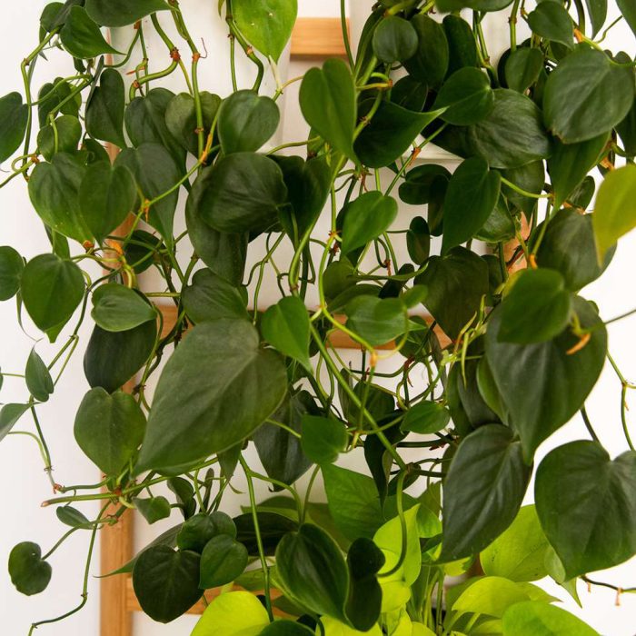 Philodendron Heart Shape - Image 3