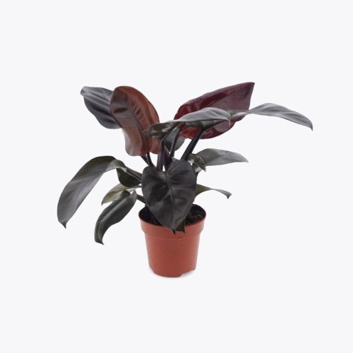 Philodendron black cordinal