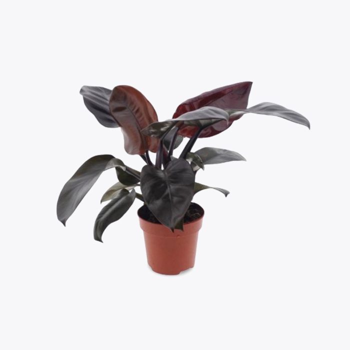 Philodendron black cordinal