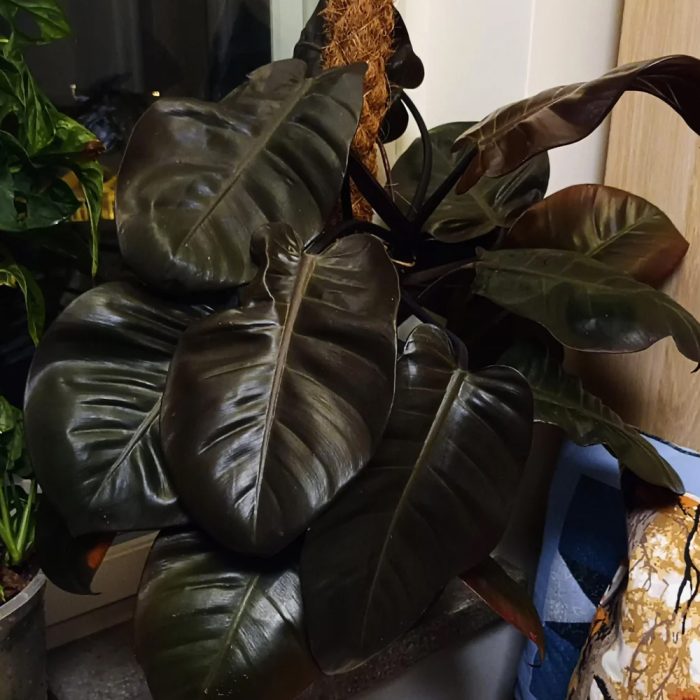 Philodendron black cordinal - Image 2