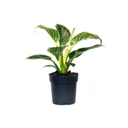 Philodendron brikins