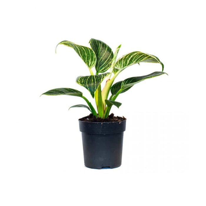 Philodendron brikins