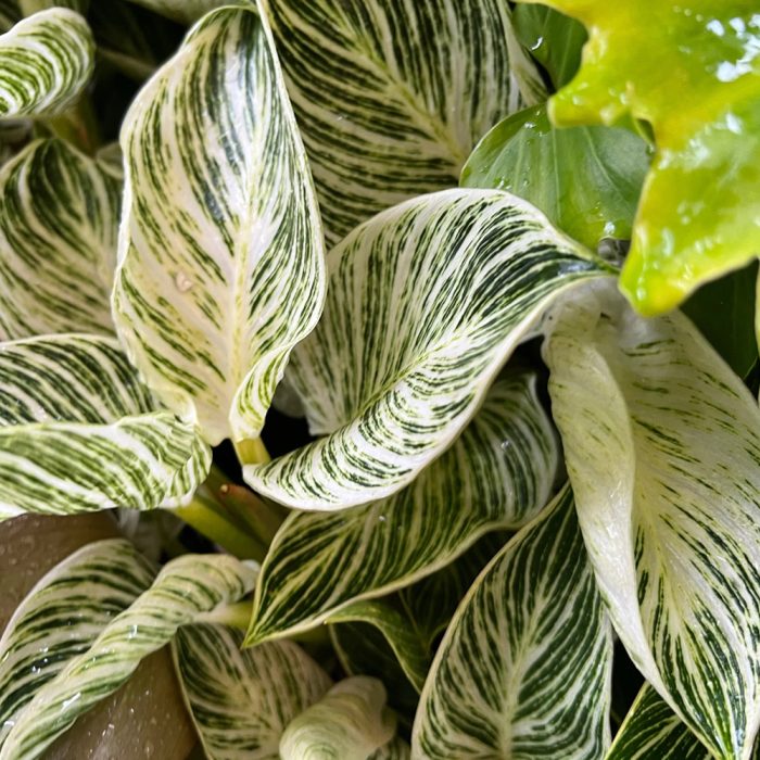 Philodendron brikins - Image 2