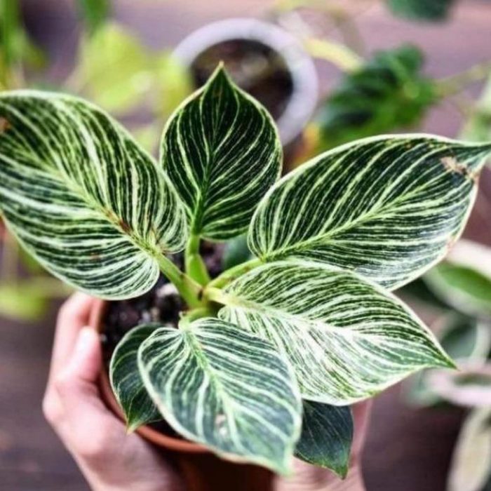 Philodendron brikins - Image 3