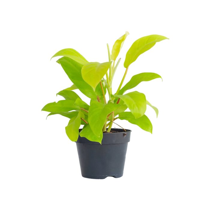 Philodendron ceylon gold