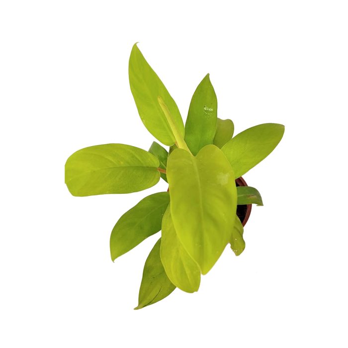 Philodendron ceylon gold - Image 2